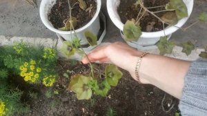 РАССАДА ЦВЕТОВ ПОСЛЕ ВЫСАДКИ В ОТКРЫТЫЙ ГРУНТ. ГВОЗДИКА ШАБО. ПЕЛАРГОНИЯ. КОЛЕУС.