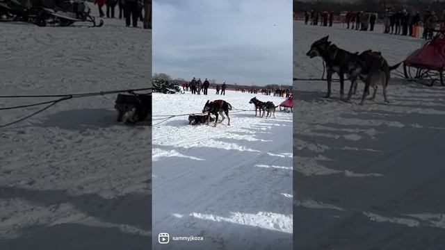 The Klondike Dog Derby 2023 • Lake Minnetonka. ** Dogs Rule **