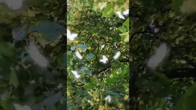 #липа #липа #мёд #из #липы смотреть онлайн