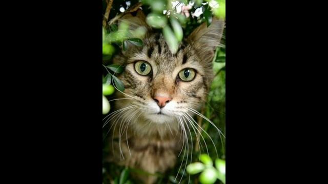Сколько ЖИВУТ кошки? Что сделать чтобы жила больше 30 лет