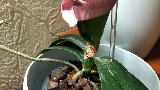 ? Мокнущие Пятна на Орхидее / Как Быть и Что Делать?/Phal.” Звёздное Небо” смотреть онлайн