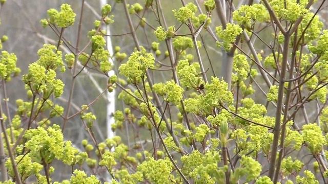 20200426 шмель смотреть онлайн