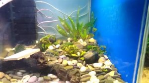 Проект севилья // Нерест псевдоската