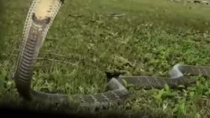 Мангуст против Королевской Кобры