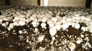 Грунт для грибов начали производить в Беларуси для импортозамещения