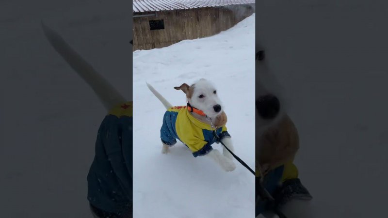 Погуляем?
