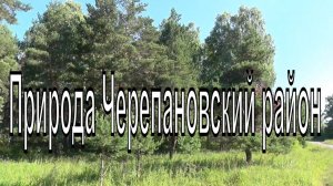 Природа Новосибирской области. Черепановский район, лес на берегу реки Шипуниха.