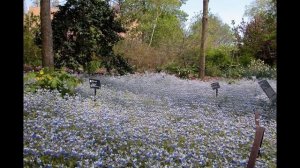 КОЛЛИНСИЯ (COLLINSIA) сем. Норичниковые