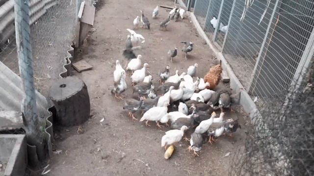 Цесарки//Как подрезать крылья цесаркам смотреть онлайн