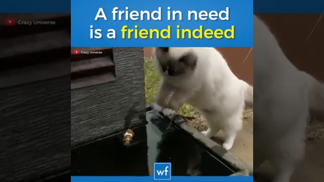 Животные спасают друг друга! смотреть онлайн