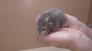 Новый питомец / Муж для Фанты / Купили хомяка? / Alisa Easy Pets