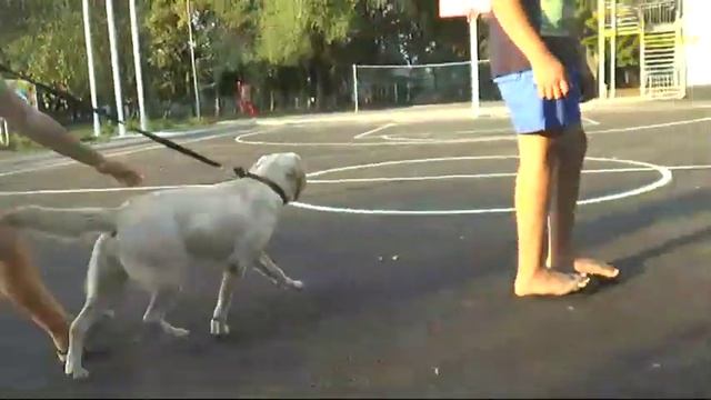 Воспитание собак и детей на уроках доброты смотреть онлайн