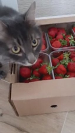 Коты первый раз увидели столько клубники🍓😺