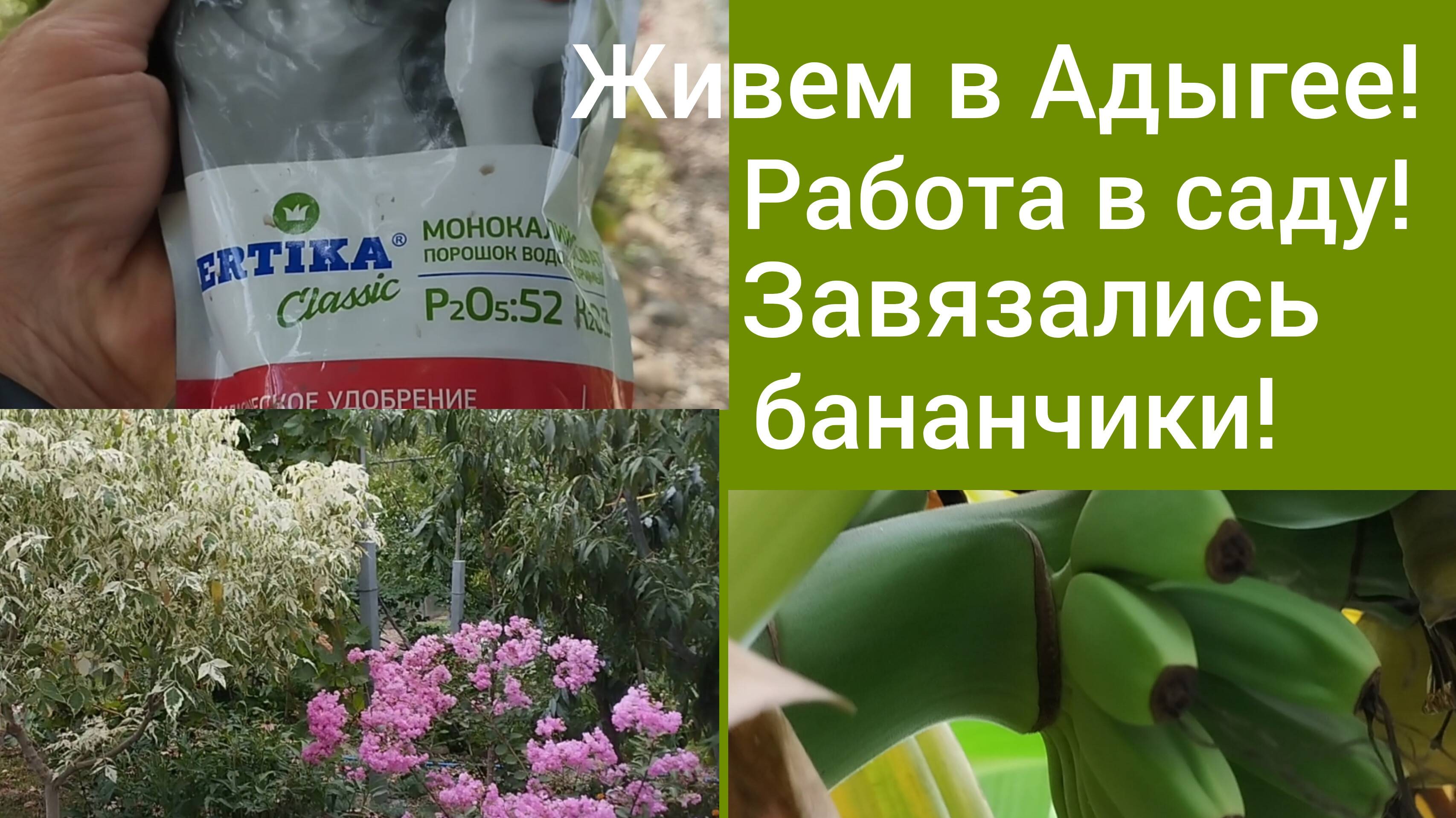 Переехали в Адыгею/Подкормка кустарников/Завязались бананы/ смотреть онлайн
