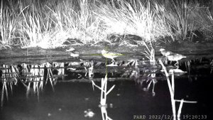 HUNT SNIPE || Night hunting with Pard 008 S Lrf