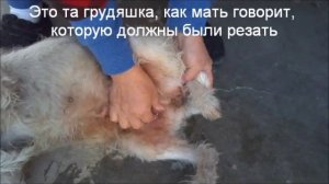 Как Собаку Лечат От Мастита