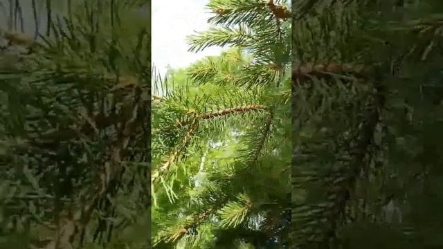 Собираем сосновые Шишки в лесу
