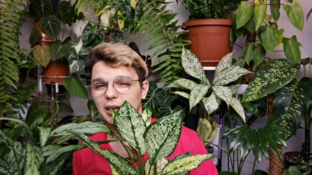 ТОП-6 Самых КРУТЫХ и Неприхотливых Растений! смотреть онлайн