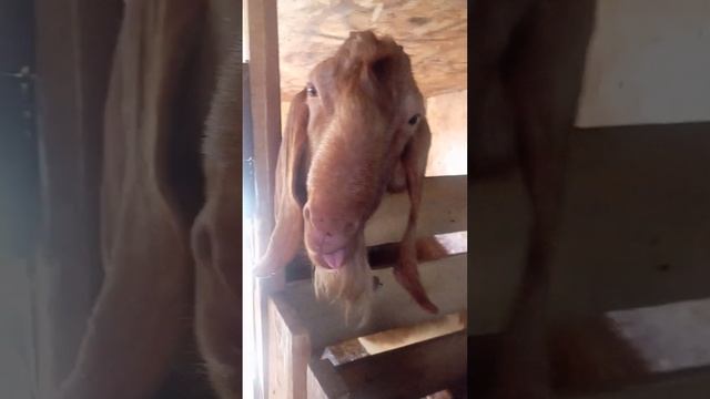 Рродаю козла. Срочно! смотреть онлайн