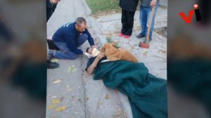 This Dog Refused To Leave His Owner Who Got Injured And Lost Consciousness After A Fall