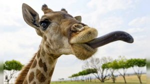 Интересные факты о жирафах