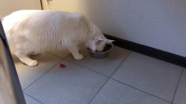 Мейнкун ест сырое мясо смотреть онлайн