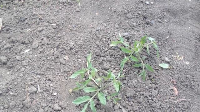 Важная подкормка для помидор, на второй фазе роста. Помидоры в открытом грунте.