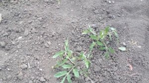 Важная подкормка для помидор, на второй фазе роста. Помидоры в открытом грунте.