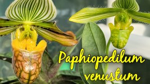 Paphiopedilum venustum. Первое домашнее цветение.