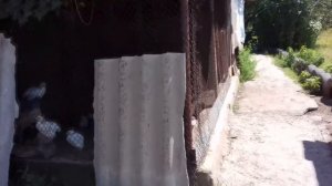 Цыплята светлой Брамы нам 1 месяц