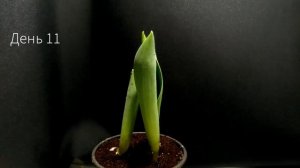 Рост и цветение тюльпана