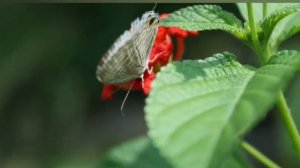 Самые красивые бабочки? Размножение бабочек?Beautiful butterflies?