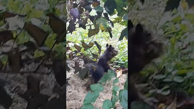 Белка готовит себе перину. смотреть онлайн