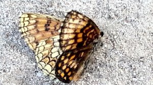 Шашечница, медведица, павлиний глаз