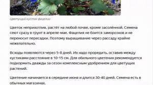 Фацелия Пурша и колокольчатая   роскошный, неприхотливый однолетник
