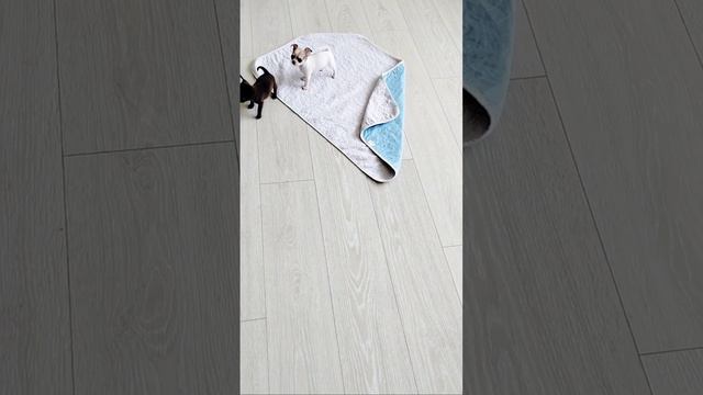 Щенки #чихуахуа играют. Деткам 1.5 месяца.