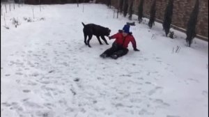 Порода собак Кане Корсо. Поведение зимой. Температура -20