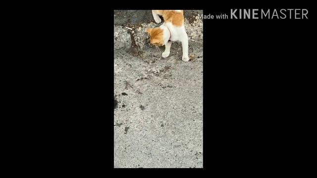 Друг в беде не бросит 😂 смотреть онлайн