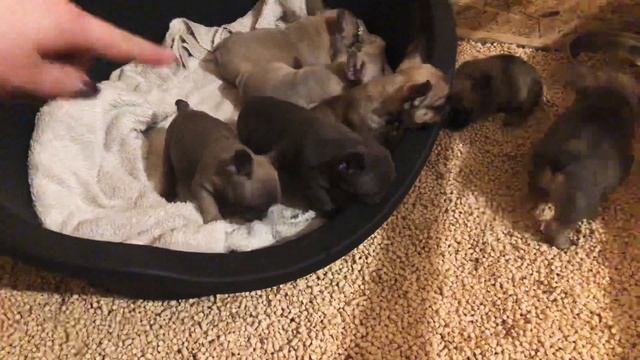 Новый манеж для щенков ! Идея для питомников ! смотреть онлайн