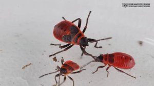 Шестиногий стражник каменных джунглей. Клоп солдатик. // Clever Cricket