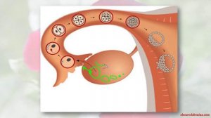 СимптоТермальный Метод Распознавания Плодности (СТМРП, СТ-метод) - Урок3-2, Часть2.