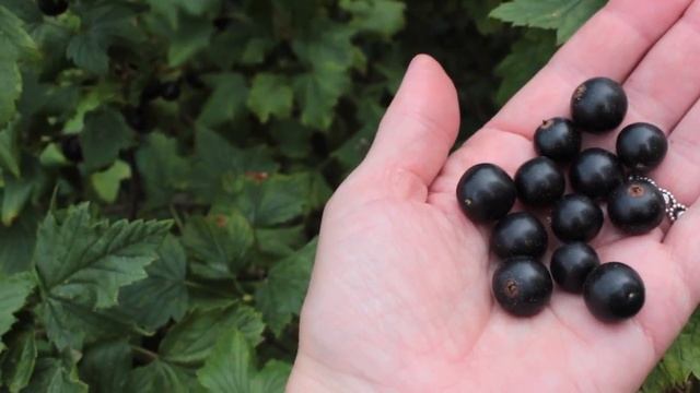 Что нужно для счастья /Дача/ лето / розы смотреть онлайн