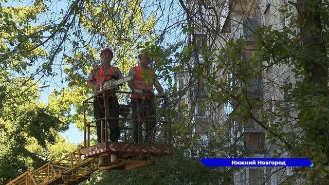 Социальный участковый добилась спила мешающего нижегородцам дерева