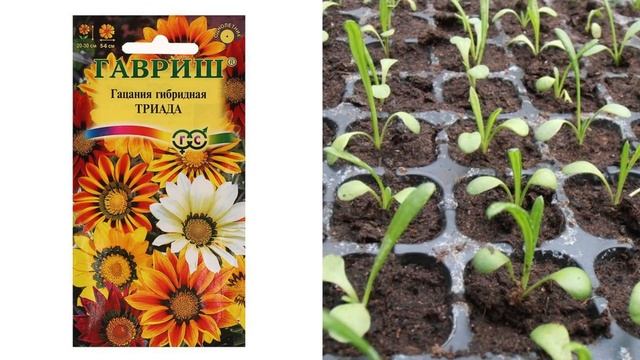 Посейте цветы в январе! Они украсят цветники и клумбы в саду!/ Plant these flowers in January! смотреть онлайн