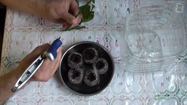 Укоренение черенков цитрусовых. Способ №2 #Цитрусовые
