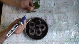 Укоренение черенков цитрусовых. Способ №2 #Цитрусовые
