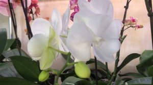 Орхидея Сого  Юкидан все отличительные особенности