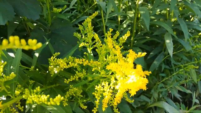 Золотой золотарник смотреть онлайн