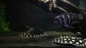 Фронтозы Бурунди, скаты леопльди и Азиатская арована