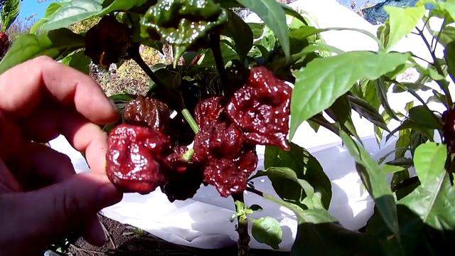 Carolina Reaper Chocolate - Каролина рипер. Шоколадный Каролинский Жнец